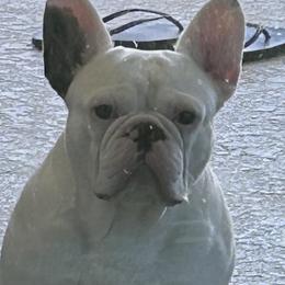 Snow - French Bulldog