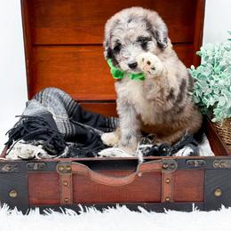 Franklin - Merle male Bernedoodle puppy in North Carolina from NC Doodle Puppies