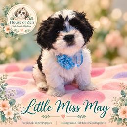 May - Black and white female Shihpoo puppy in Mesa, Arizona from House of Zen Shihtzus