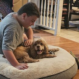 Cavapoos, Cockapoos, Cocker Spaniels, Goldendoodles, Golden Retrievers, and Shihpoos from Hunting Creek Farm & Kennel
