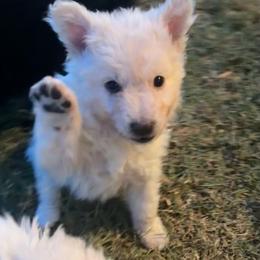 Gloria Vanderbilt - Yellow female Mudi puppy in Valley Mills, Texas from Graves Farm Mudi