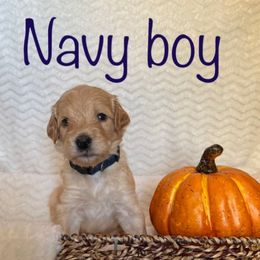 Goldendoodle Puppies from Jaymie's Doodles
