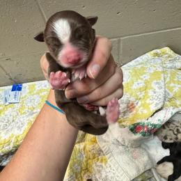 Red tri male - Red tri male Toy Australian Shepherd puppy in Griffin, Georgia from No Matter Farm