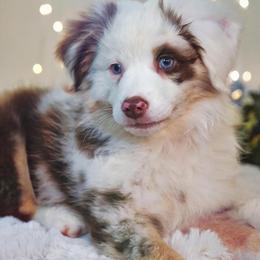 Aussiedoodle, Australian Shepherd, Miniature American Shepherd, and Miniature Australian Shepherd Puppies from Bline Family Farm
