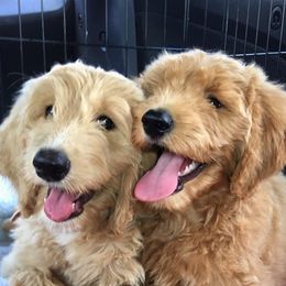 Goldendoodle and Poodle Puppies from Chattahoochee Kennels
