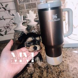 Double Doodle and Morkie Puppies from McCormack Morkies + Merle Doodles
