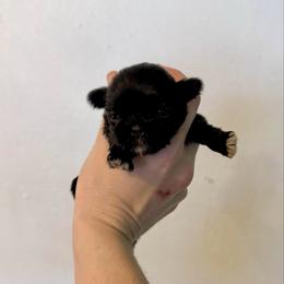 Eleven - Black female Shih Tzu puppy in Stroud, Oklahoma from Laik’s Little Shihtz & Poms