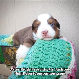 Mr. Jackpot - Red tri male Toy Australian Shepherd puppy in Dolan Springs, Arizona from High Desert Companions