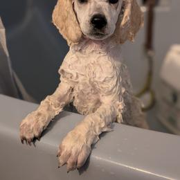 Poodle Puppies from Moirae Poodles
