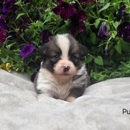 Purple Collar Female - Red female Pembroke Welsh Corgi puppy in Tenino, Washington from LoneStar Corgis NW