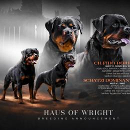 Rottweiler puppies from Wright Way Retrievers