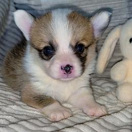Buscuit - Red female Pembroke Welsh Corgi puppy in New Hampshire from Muddy Paws Corgis