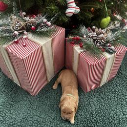 Boy 3 - male Golden Retriever puppy in Hickory, North Carolina from Coyote Creek Farm and Kennel