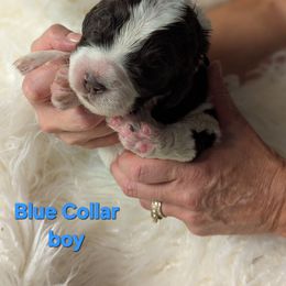 Blue Collar - Parti male Assorted Doodle Crosses puppy in Elma, New York from Newfiedoodles of WNY