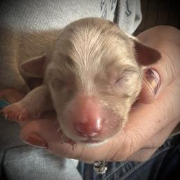 Oats - Red merle female Border Collie puppy in North Lakeport, California from Wild Rose Ranch