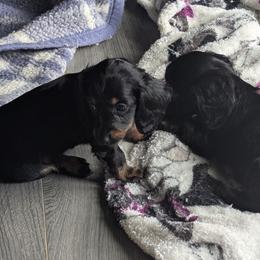 Anna - Black and tan female Dachshund puppy in Hollow Rock, Tennessee from Cedarhills