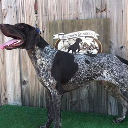 Wyatt - German Shorthaired Pointer