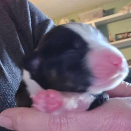 Amelia - Black tri female Toy Australian Shepherd puppy in Windom, Texas from Wild Farm Puppies