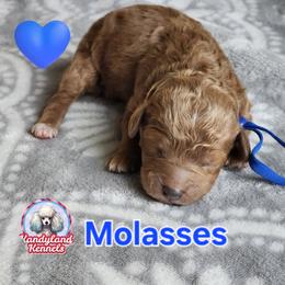 Molasses - Red  male Poodle puppy in Hoagland, Indiana from Kandyland Kennels