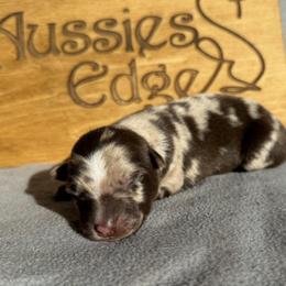 Zara - Red merle female Australian Shepherd puppy in Litchfield, New Hampshire from Aussies Edge Farm