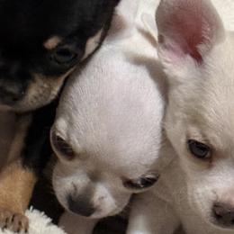 Chihuahuas from Jolene's Chihuahuas