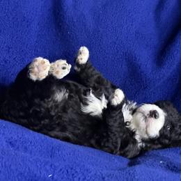 Sugarplum - Black and white female Sheepadoodle puppy in Atlanta, Georgia from RockaDoodles