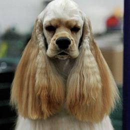 Cocker Spaniels and Shih Tzus from Tru-Luv Cockers & Shih Tzu