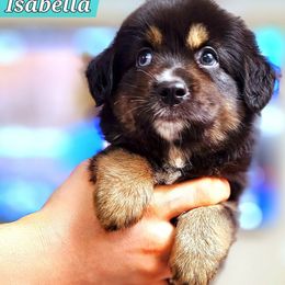 Isabelle - Black tri female Miniature Australian Shepherd puppy in Punta Gorda, Florida from Christie's Creekside Aussies