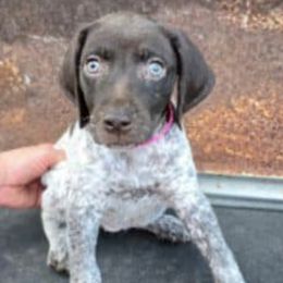 German Shorthaired Pointers from Southern GSP