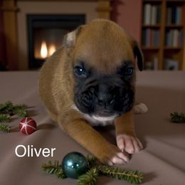 Oliver (AKC) - Fawn male Boxer puppy in Galt, California from Black Dymond Boxers
