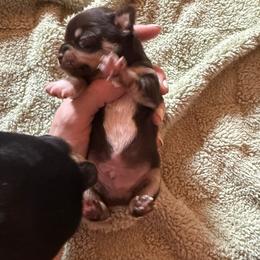 AKC Boy 2 - Chocolate and tan male Chihuahua puppy in Anoka, Minnesota from Anoka County MN AKC Chihuahuas