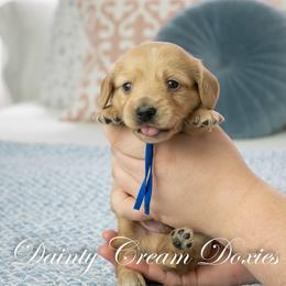 Suede - Cream male Dachshund puppy in South Laurel, Maryland from Dainty Cream Doxies