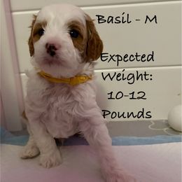 Basil - Red male Cavapoo puppy in Cedar City, Nevada from Puppy Maker