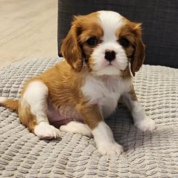 Cavalier King Charles Spaniel Puppies from London Fog Cavaliers