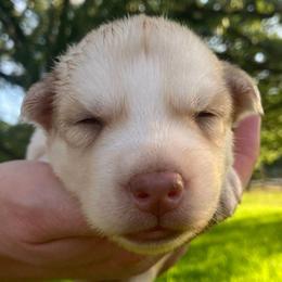 Girl (Pink Collar) - Sable and white female Siberian Husky puppy in College Station, Texas from Texas Siberian Husky Kennels (TSHK)