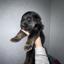 Ryker- Black collar - Black and red male German Shepherd puppy in Winterport, Maine from Vom Stevens Old Fashioned German Shepherds