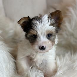Hazel - Parti female Yorkshire Terrier puppy in Hardin, Texas from Katrinas puppies