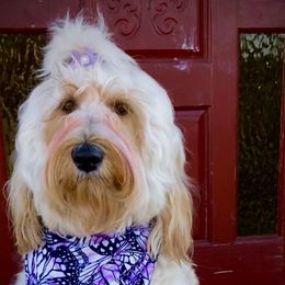 Bella - Goldendoodle