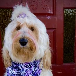 Bella - Goldendoodle