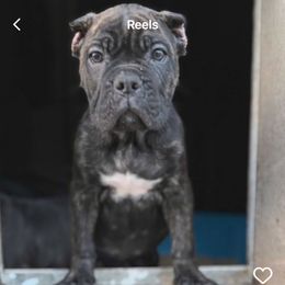 Boy 2 - Black brindle male Cane Corso puppy in Lewisville, Denton County, Texas from Trained To Go Corso Kennels (T.T.G. Corso Kennels)