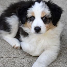 Australian Shepherd and Miniature American Shepherd Puppies from Bright Heart Aussies & Miniature American Shepherds
