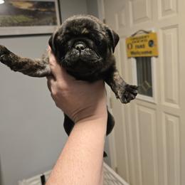 Presley - Brindle female Pug puppy in Auburn, Kentucky from Prentice Family Pugs