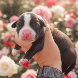 Roundabout - Brindle female Boxer puppy in Red Boiling Springs, Tennessee from Silver Rain
