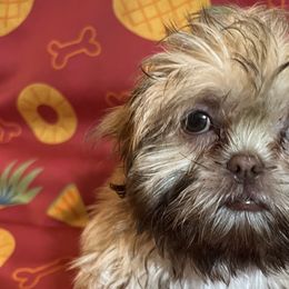 Brussels Griffons and Shih Tzus from Full of Shih Tzus