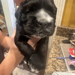 Brownie Male - Black and white male Cocker Spaniel puppy in Columbia, South Carolina from Fleur de Lis Cockers- Cuchna Cockers