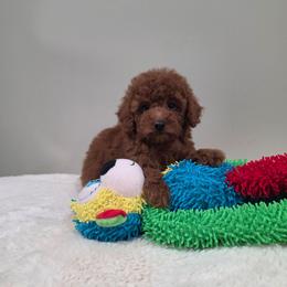Nayla (AKC) - Red  female Poodle puppy in Rainbow City, Alabama from Spinks Poodles