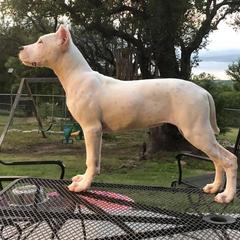 Dogo Argentino and Greyhound Puppies from Wayward Kennels