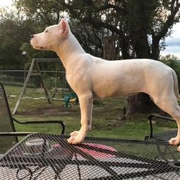 Dogo Argentino and Greyhound Puppies from Wayward Kennels