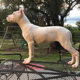 Dogo Argentino and Greyhound Puppies from Wayward Kennels