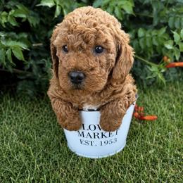 Jagger - Red  male Goldendoodle puppy in Huntington, Utah from Krispydoodle